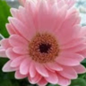 Meet your Posher, Seira